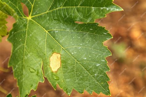 Premium Photo | Grape disease plasmopara viticola on the vine leaf