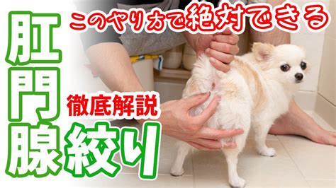 【スローにしながら解説】このやり方で誰でも絶対できる！犬の肛門腺絞りであまり知られていないコツを教えます！【チワワのまろみ】 Youtube