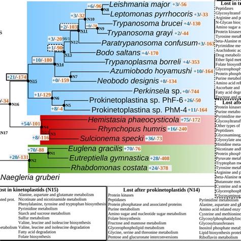 Gains And Losses Of Metabolic Functions In The Evolution Of Euglenozoa