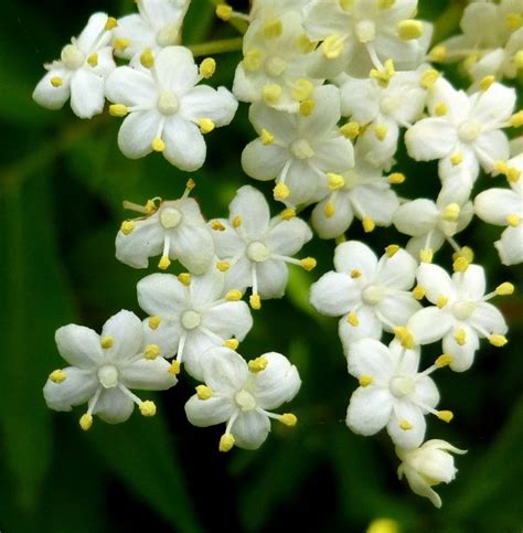 Elderberry Flowers | Garden solutions, Elderberry flower, Elderberry