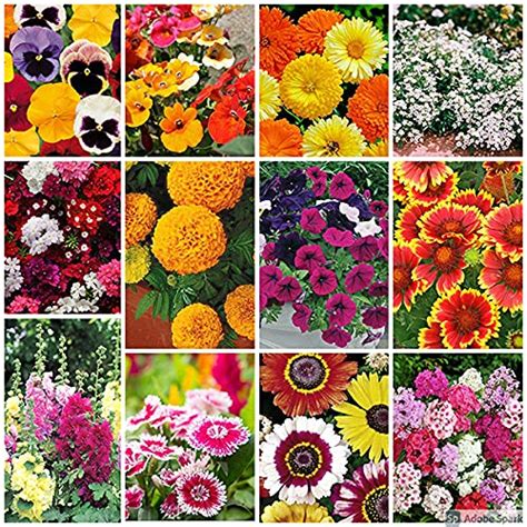 Flower seeds for summer season, Summer season flower seeds, Seeds for ...