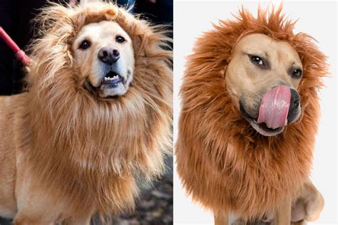 What Is The Dog That Looks Like A Lion