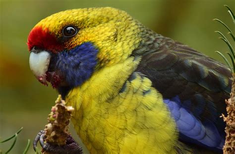 Green Rosella Parrot Profile | A Tasmanian Treasure - Psittacology