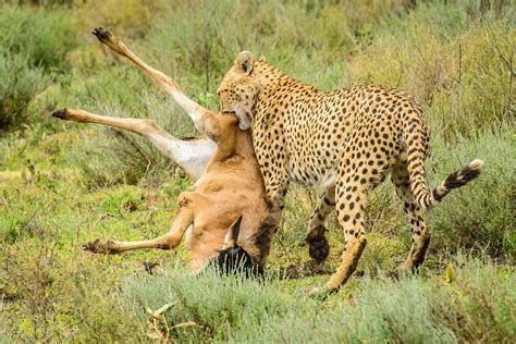 Serengeti National Park African Kush Safaris