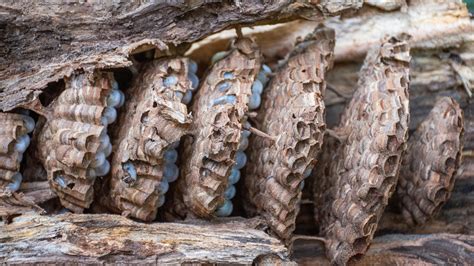 Eradicated Asian Giant Hornet Nest In Whatcom County 3 Times Larger