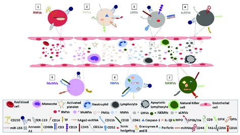 Immunophenotyping Characteristics Of Blood Cell Derived Microvesicles