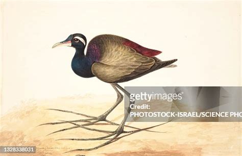 Bronzewinged Jacana 18th Century Illustration High Res Vector Graphic