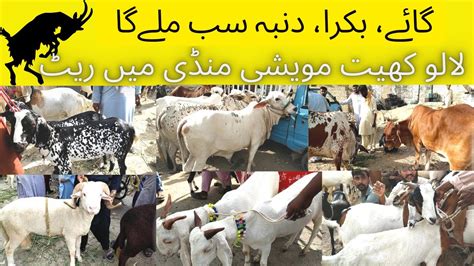 Bakra Mandi Lalukhet Karachi 2023 28 May 2023 Sasti Maweshi Mandi