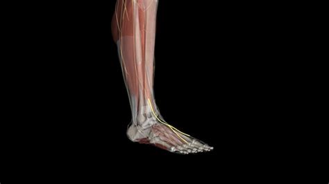 Premium Photo | Medial dorsal cutaneous nerve