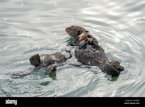 Morro Bay Sea Otter Resting Hi Res Stock Photography And Images Alamy