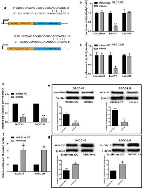 Mir 140 5p Targeted Survivin 3′utr And Suppressed Survivin Expression Download Scientific