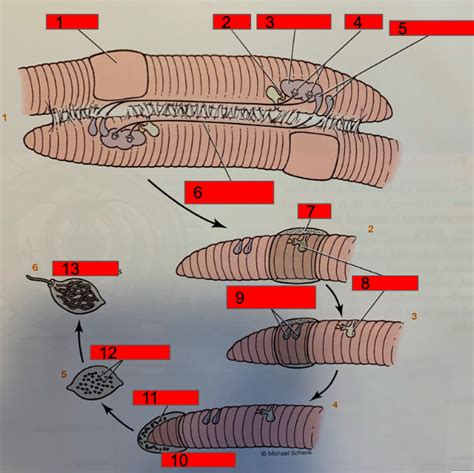 Earthworm Reproductive Cycle Diagram Quizlet