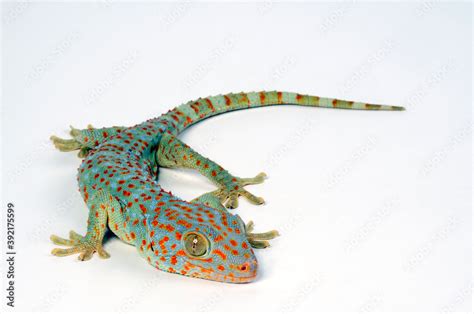 Foto De Tokay Gecko Tokeh Tokee Gekko Gecko Do Stock Adobe Stock