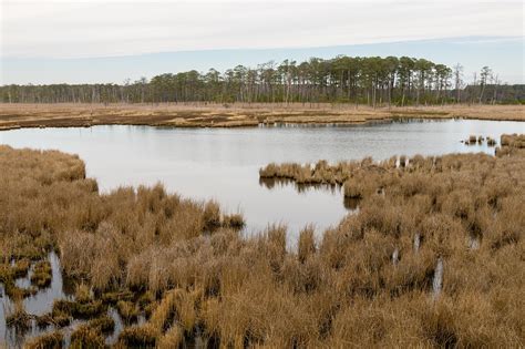 Marsh Land Water Free Photo On Pixabay Pixabay
