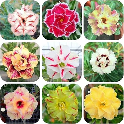 20 Semente De Rosa Do Deserto Mix Cores 20 Sementes Adenium Amazon