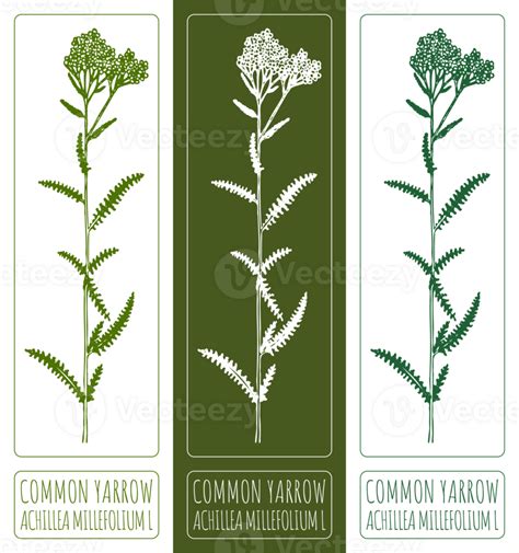 Drawings Common Yarrow Hand Drawn Illustration Latin Name Achillea Millefolium L 36331692 Png