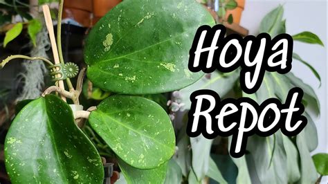 Hoya Repot And Care Tips ️ Repot All My New Hoya From Lighthouse Hoya