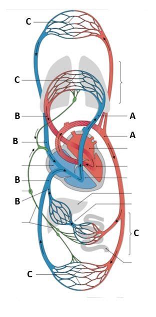 Les 9 Cardiovasculaire Stelsel Diagram Quizlet