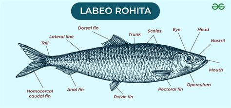 External Morphology Of Rohu Or Labeo Rohita With Diagram Geeksforgeeks