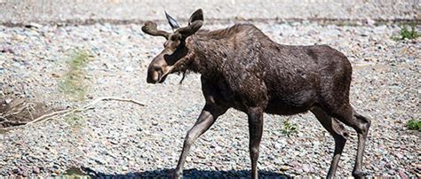 Wildlife in Glacier National Park - Glacier National Park Conservancy