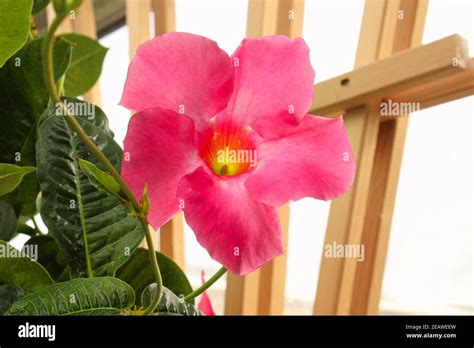 Mandevilla Climb Hi Res Stock Photography And Images Alamy