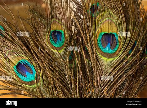 Peacock Feathers Close Up Stock Photo - Alamy