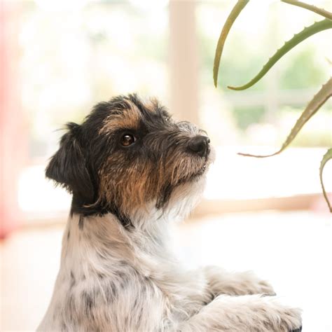 Are Grape Vines Toxic To Dogs