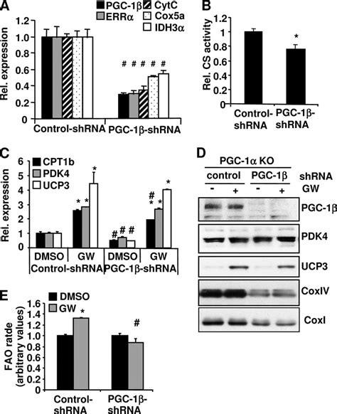 The Effect Of Knockdown Pgc On Gw Mediated Gene Expression And