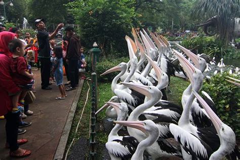 Taman Margasatwa Ragunan Dibuka Lagi Ini Syarat Berkunjung