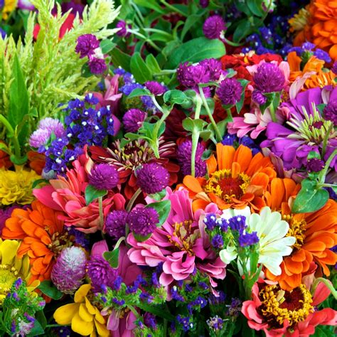 Annual Plants For A Cut Flower Mixed Seeds Seeds Garden Seeds