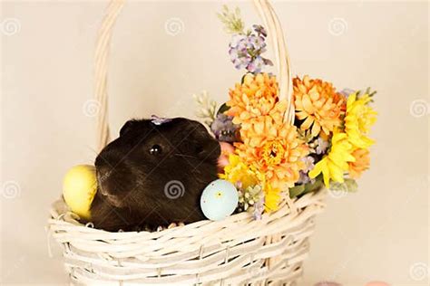 Guinea Pig Happy Easter With Eggs Stock Photo Image Of Easter Field