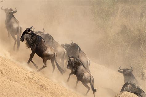 Fotoreisen Kenia Gnus 6 1 Gehen Sie Mit Benny Rebel Auf Eine