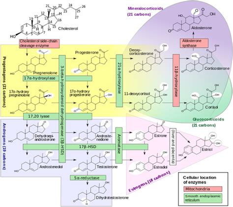 Synthesis Of Sex Steroids Download Scientific Diagram