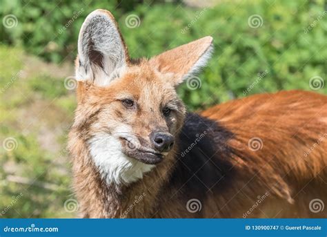 Maned wolf stock image. Image of happy, muzzle, cute - 130900747