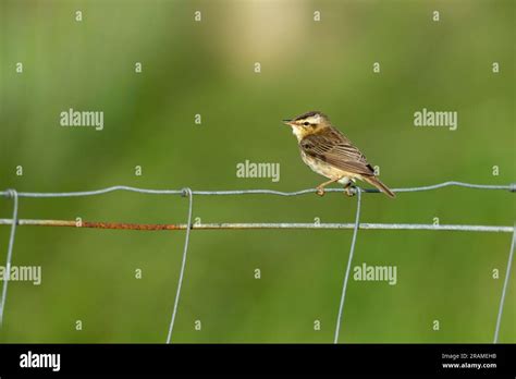 Sedge Warbler Acrocephalus Schoenobaenus Adult Singing From Fence