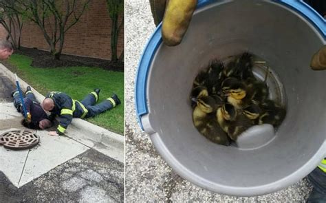 Firefighters Rescue A Flock Of Ducklings Trapped In A Storm Drain