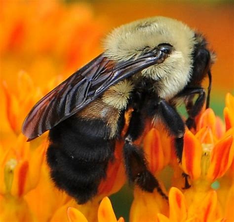 Brown Belted Bumble Bee Bombus Griseocollis Bugguidenet