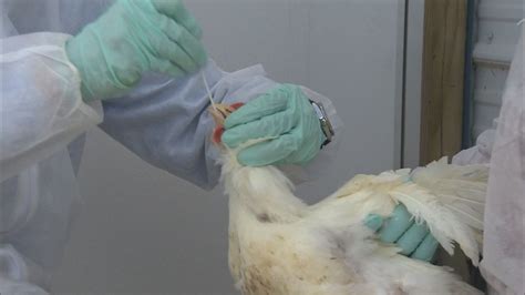 Avian Flu And Dogs How To Protect Your Pets As Cases Of The Fatal