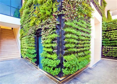 19 Tanaman Untuk Vertical Garden Taman Vertikal