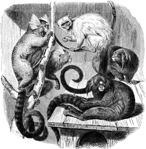 720 Marmoset Stock Illustrations Royalty Free Vector Graphics And Clip