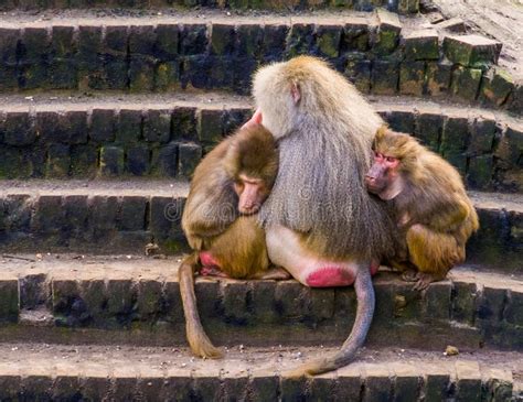 Le Babouin Femelle De Hamadryas Se Repose Sur Un Rondin D Arbre Image