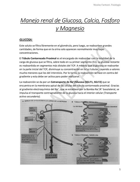 Glucosa Calcio Fosforo Magnesio Manejo Renal De Glucosa Calcio