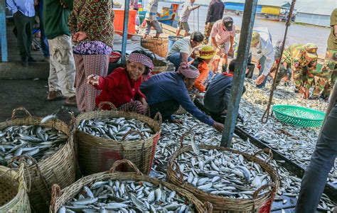 Mudskipper Mystery: Tracing True Evolutionary Origins - Mekong Fish Network