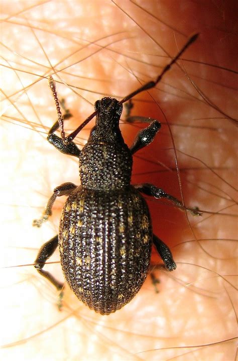 Black Vine Weevil Invasive And Early Detection Species Of White