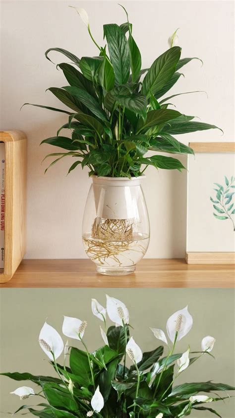 How To Grow Peace Lily In Water Cleaning The Air Of The Room Artofit