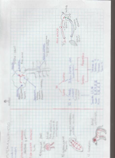 SOLUTION Sistema nervioso animal resumen Biología Studypool