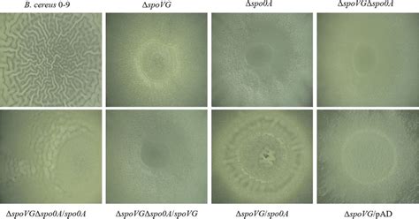 The Colonial Morphology Of B Cereus 09 And Its Spo0a Mutants Tested