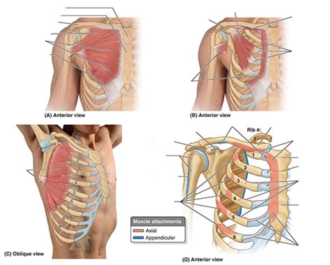 Origin And Insertion Of Anterior Axio Appendicular Muscles Diagram