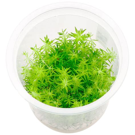 Pogostemon Cf Deccanensis In Vitro XL Aquasabi Aquascaping Shop