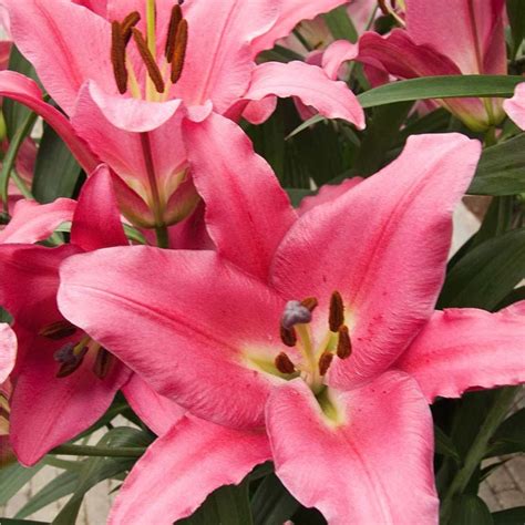 Oriental Bulbs Liliums Shop Online Now Oldboys Flowers